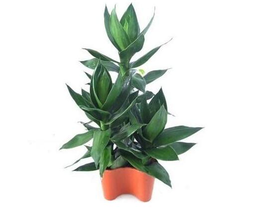 觀音竹和富貴竹的區(qū)別，觀音竹好還是富貴竹好