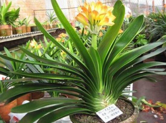 君子蘭施肥時間，早上施肥生長最佳