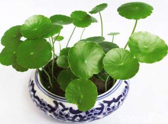 銅錢草有毒嗎，銅錢草可以放在臥室嗎