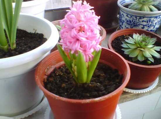 風信子的花期有多長，風信子不開花怎么辦