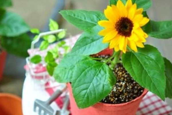 盆栽向日葵如何養(yǎng)殖，保證盆土適宜以及光照充足