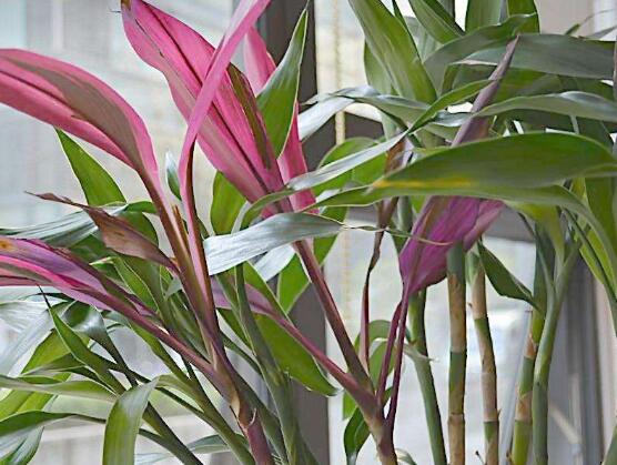 盆栽富貴竹怎么養(yǎng)，教你七個(gè)方法養(yǎng)的青翠怡人