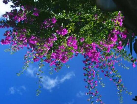 三角梅爛根處理辦法，三角梅七大爛根處理辦法