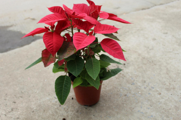 一品紅葉子下垂怎么辦，4種方法解決葉子下垂問(wèn)題