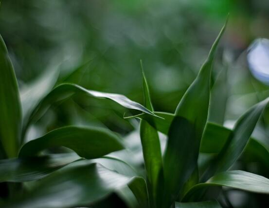 富貴竹葉子發(fā)黃怎么辦，四種原因以及解決辦法