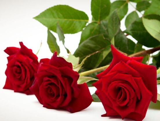 玫瑰花中藥功效與禁忌，具有調(diào)經(jīng)止痛/便秘患者、孕婦禁用