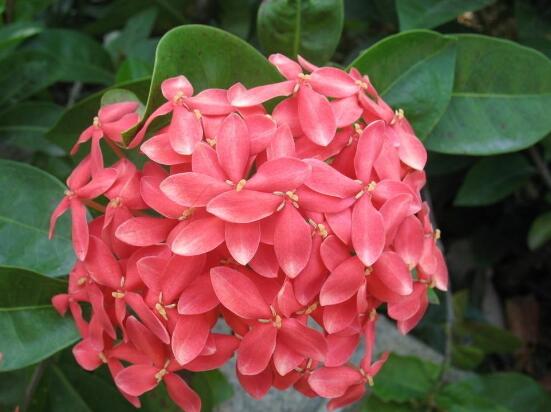 臭繡球花的養(yǎng)殖方法和注意事項，臭繡球花八大養(yǎng)殖基本方法