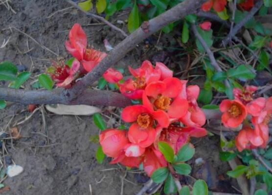 海棠花有幾種，欣賞六種最美麗的海棠花