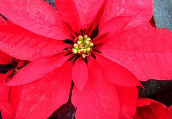 一品紅花期多長時(shí)間，一品紅花期長達(dá)100天(12月-次年2月)