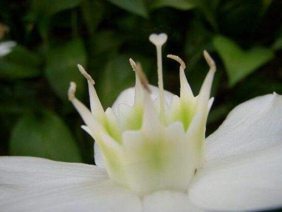 南美水仙的養(yǎng)殖方法，七大步驟幫你養(yǎng)的青翠欲滴