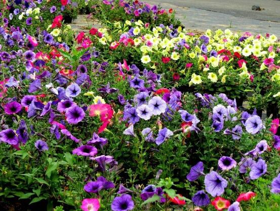 牽?；ㄔ趺答B(yǎng)，牽?；B(yǎng)殖方法