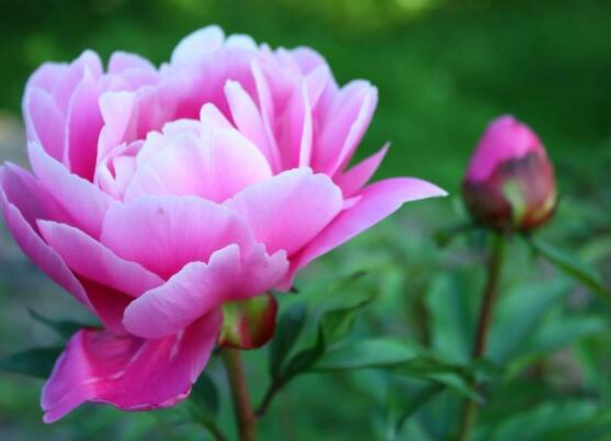 牡丹花為什么不能進(jìn)家門，生長(zhǎng)環(huán)境不適/風(fēng)水氣勢(shì)強(qiáng)大(危害性強(qiáng))