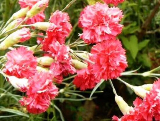 送康乃馨代表什么，母親我愛你、溫馨的祝福