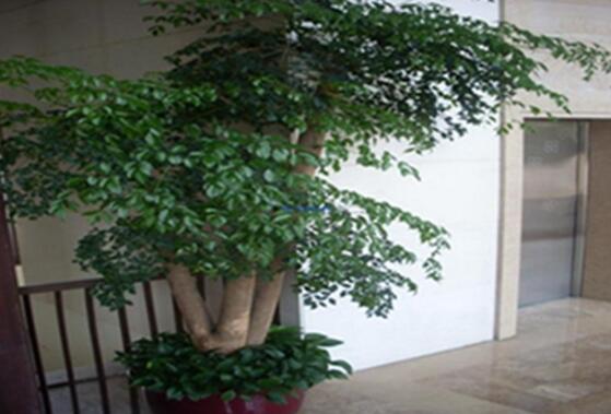 幸福樹怎么澆水，不干不澆、澆則必透的原則