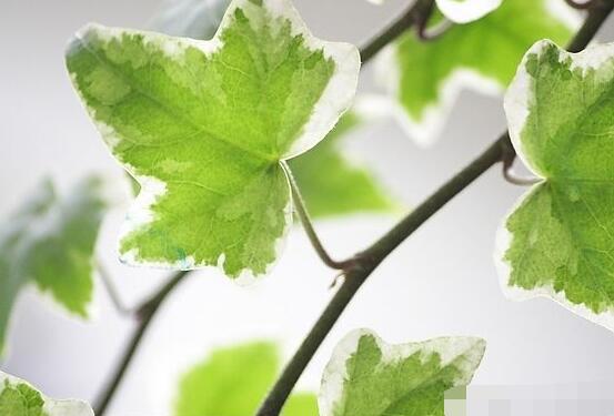 常春藤掉葉子怎么辦，四種原因以及解決辦法