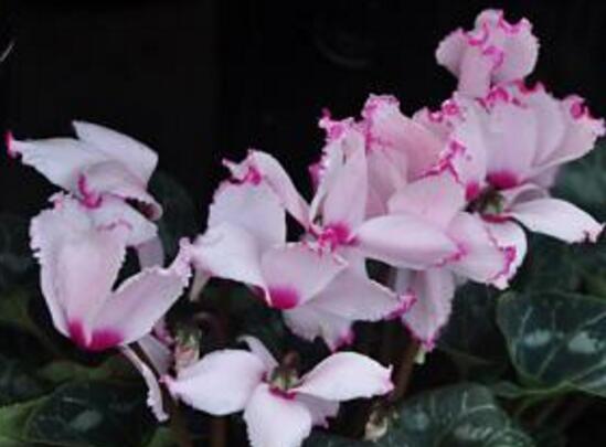 仙客來(lái)花有毒嗎，孕婦可以養(yǎng)仙客來(lái)嗎/可以僅供觀賞