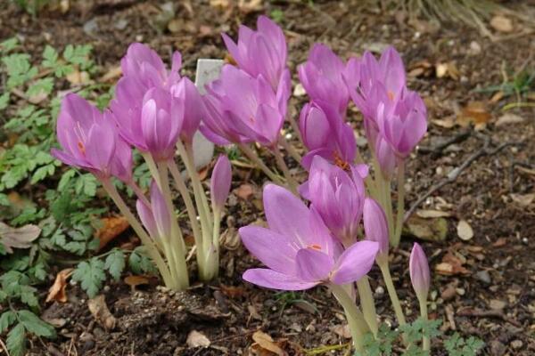 秋水仙有什么作用和價值，藥用價值最廣泛