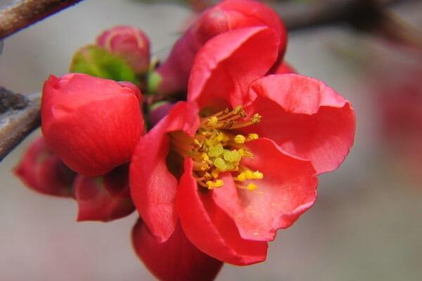 海棠花葉子枯萎怎么辦，五種原因及解決方法