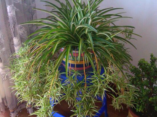 吊蘭怎么繁殖，吊蘭的扦插方法圖解