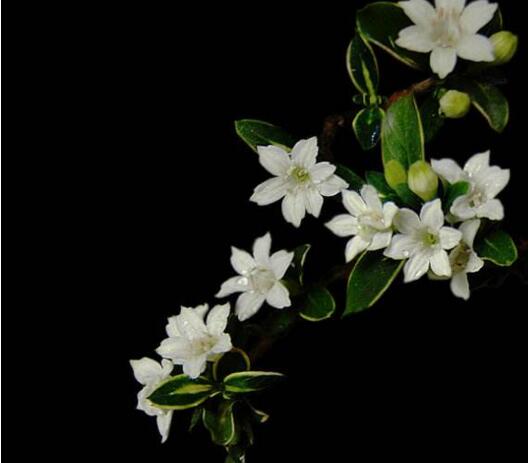 盆景六月雪的養(yǎng)護(hù)知識(shí)，土壤和環(huán)境都要適宜它的生長(zhǎng)