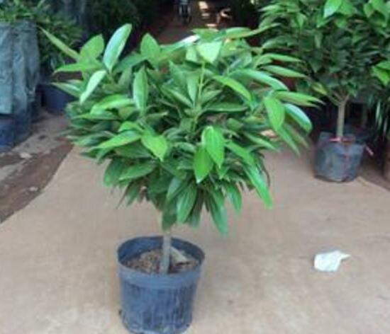 平安樹可以澆啤酒嗎，平安樹多久澆一次水好