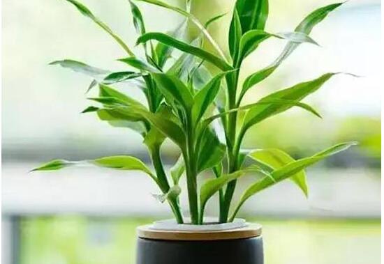 富貴竹花語是什么，富貴竹養(yǎng)幾根才最好