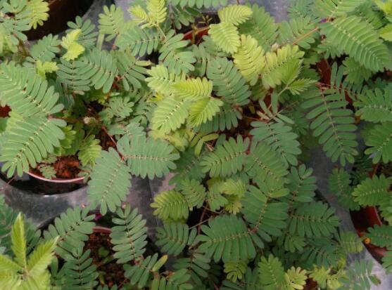 含羞草為什么一碰就合攏，因受到外界刺激細(xì)胞緊張收縮