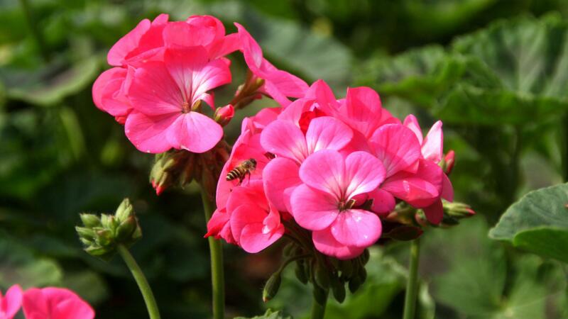 天竺葵的養(yǎng)殖方法