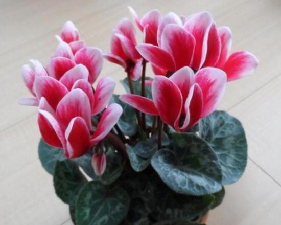 仙客來的風(fēng)水?dāng)[放位置，書房擺放仙客來能帶來好運