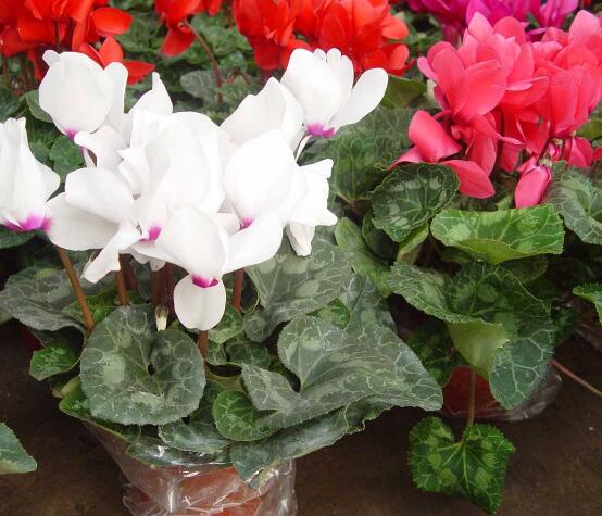 仙客來休眠后怎樣催芽，及時降溫、適當(dāng)遮陰/保持盆土微濕潤