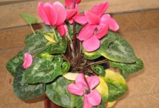 家庭養(yǎng)殖仙客來有什么好處，裝飾家居改善好心情