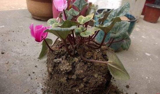 仙客來怎么換盆，仙客來換盆注意事項