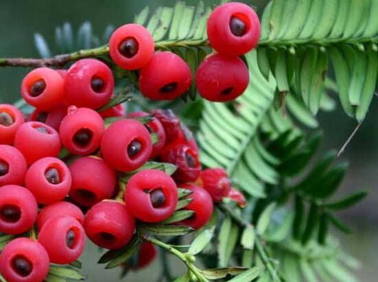 紅豆杉種子怎么種，做好這四點(diǎn)就會(huì)生根發(fā)芽