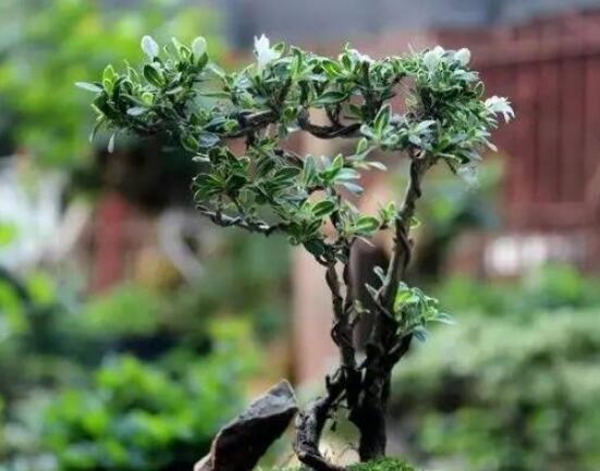 六月雪扦插注意事項，擇生長健康插惠、插進土壤深度適中