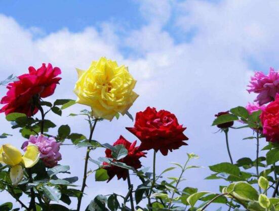 月季花種植技術(shù)，做好這七步生長(zhǎng)的枝繁葉茂