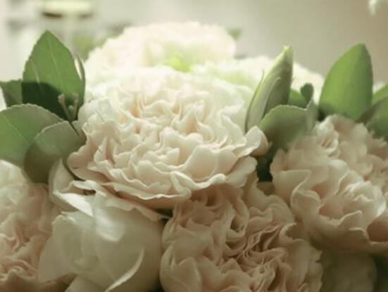 康乃馨各色花語及象征意義，表達(dá)對(duì)母親深深的愛