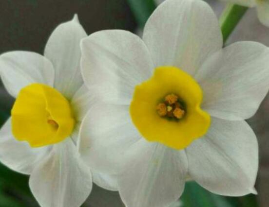 水仙花的繁殖方法大全，詳解最實(shí)用三種繁殖方法