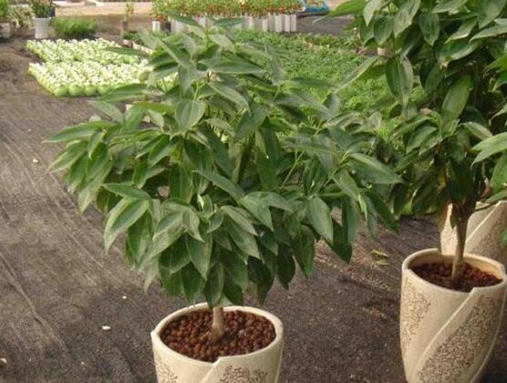 平安樹的功效與作用，保佑平安幸福