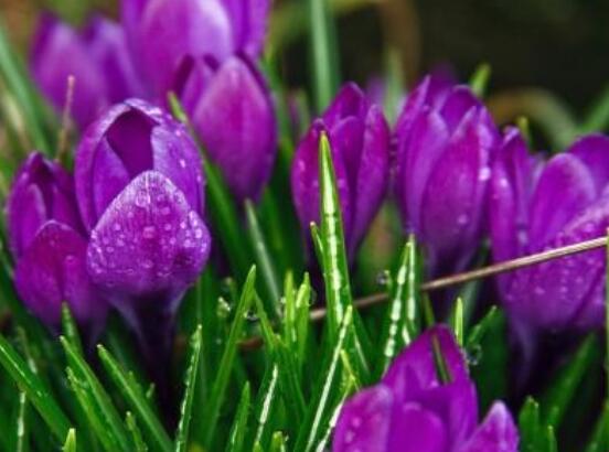 郁金香莖短花小是怎么回事，解析最全面的三種原因