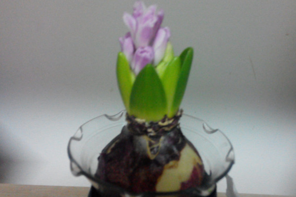 水培風(fēng)信子多久換一次水，生長(zhǎng)期可一周換水一次