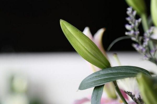 百合花擺放禁忌，放在臥室容易影響睡眠