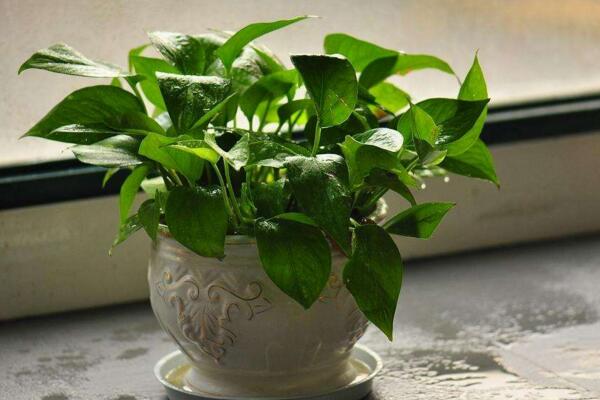 綠蘿根部發(fā)黑腐爛怎么辦，修剪根部并更換土壤