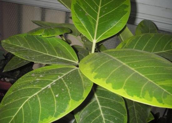 橡皮樹葉子發(fā)黃怎么辦，八個(gè)辦法變得郁郁蔥蔥