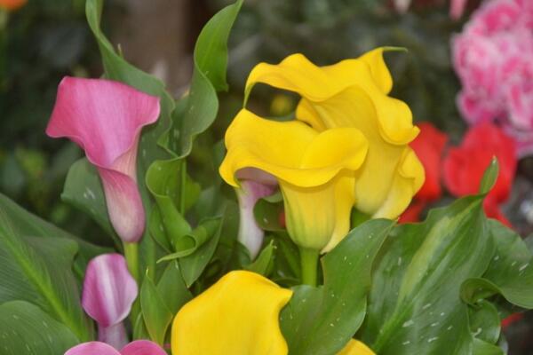 彩色馬蹄蓮為什么不能復(fù)花，復(fù)花難度大、管理方法不當(dāng)