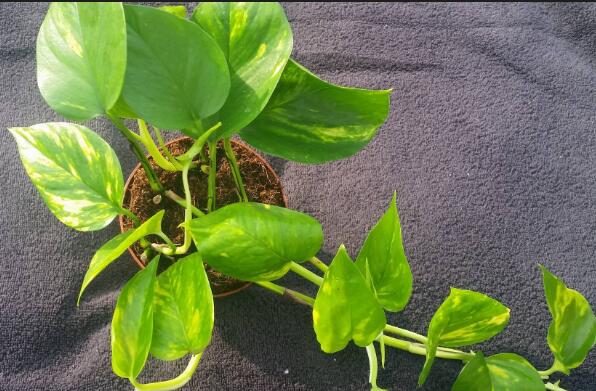 綠蘿快速長(zhǎng)藤方法，快速長(zhǎng)藤的5大妙招