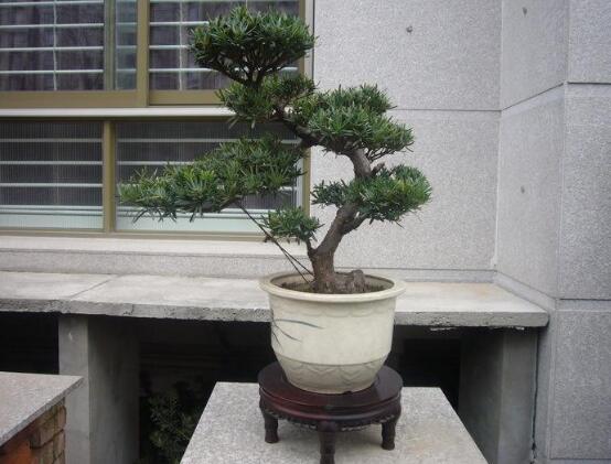 羅漢松品種，盤點(diǎn)羅漢松最珍貴的五大品種