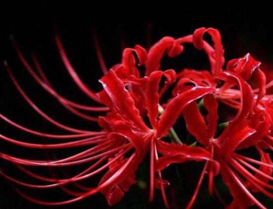 彼岸花有毒嗎，誤食出現(xiàn)呼吸困難、心跳加快(微毒)