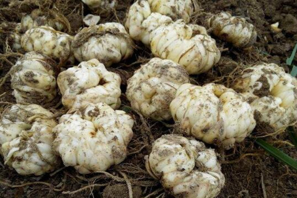 香水百合的種植方法，香水百合種植詳細(xì)步驟