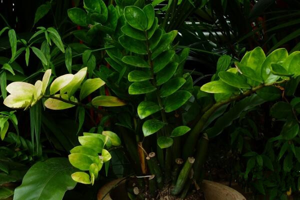 金錢樹長得太高怎么辦，適當修剪并加強管理