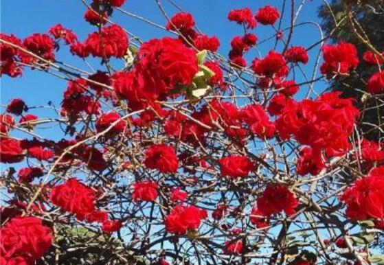 品紅種類有多少，一品紅種類大全(圖片)